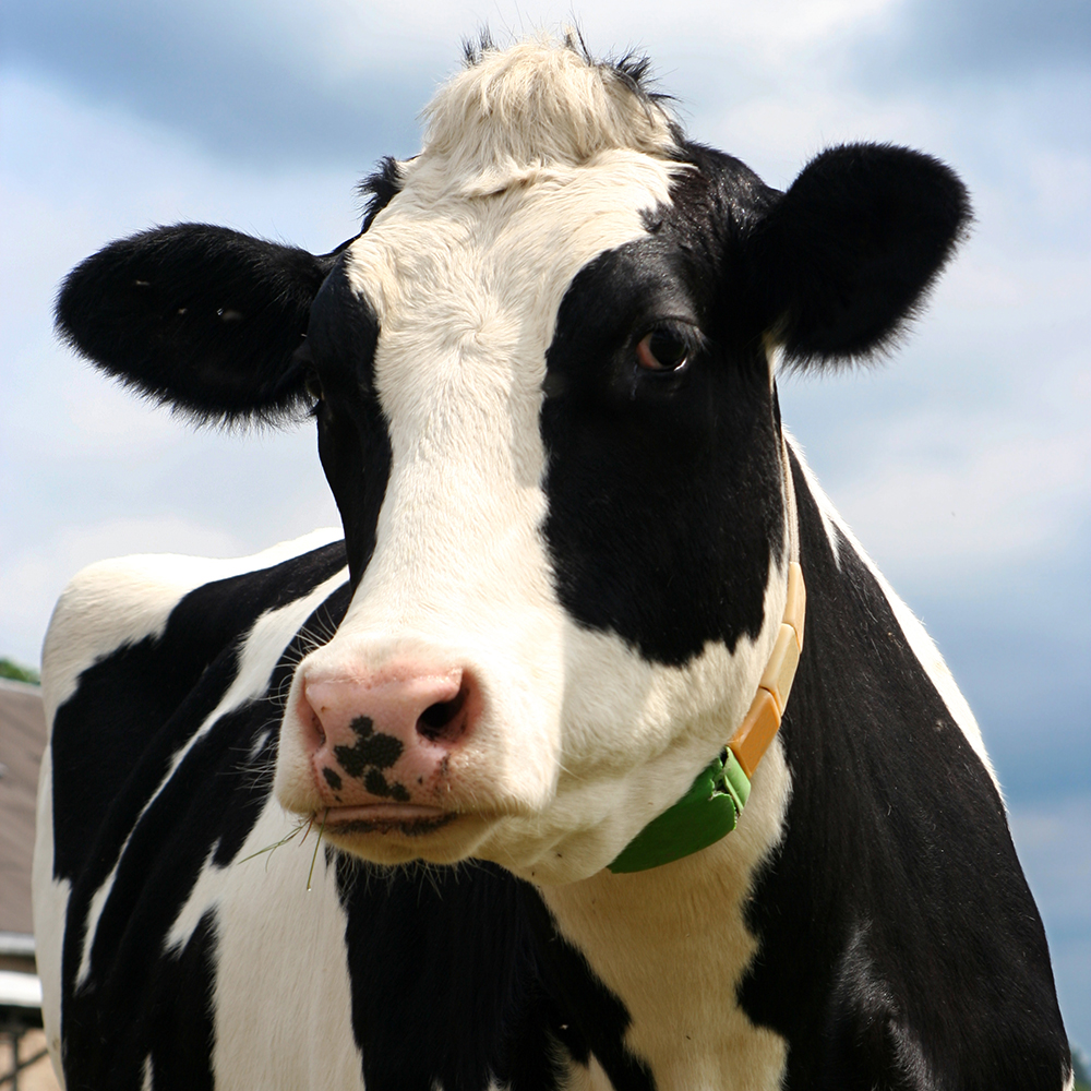 Close up of a black and white cow