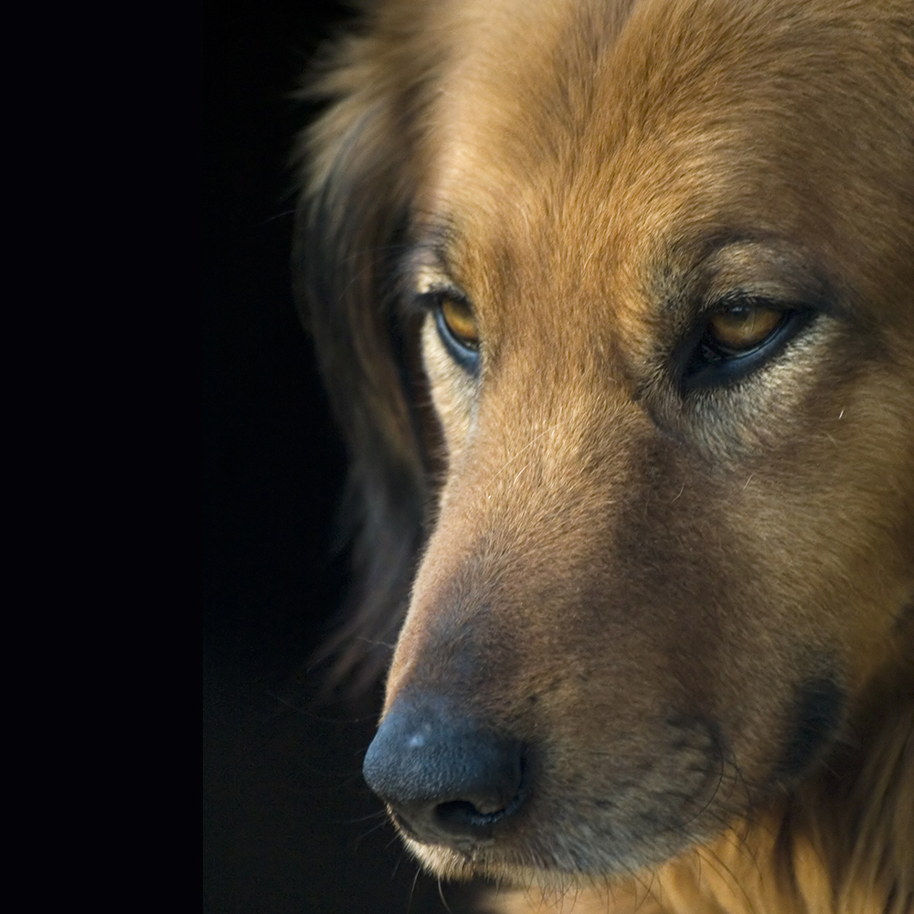 Close-up of a retreiver