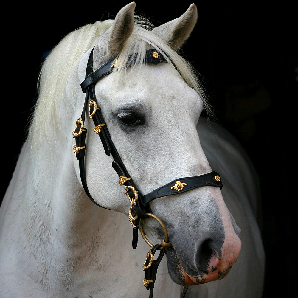 A portrait of an grey spanish Andalusian horse, against a black background