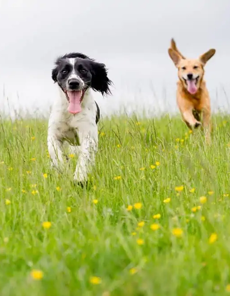 happy dogs eat karbo products