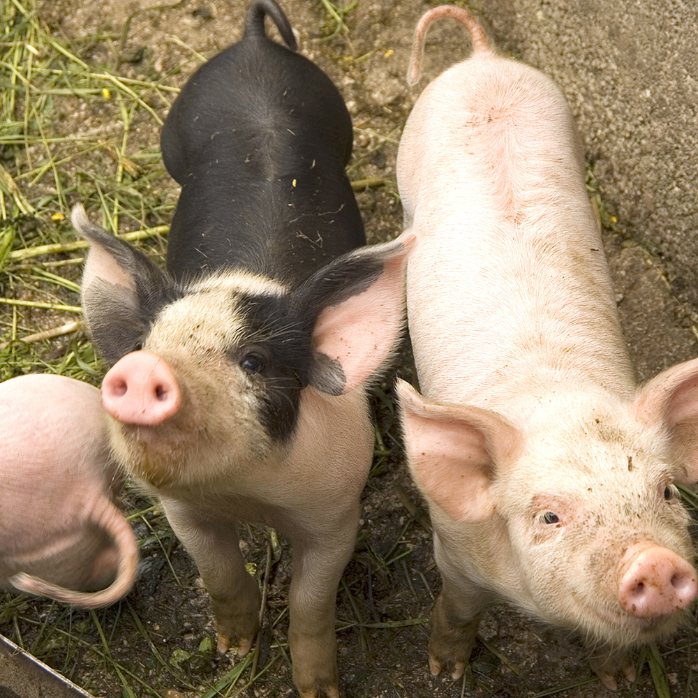 Pigs at the farm